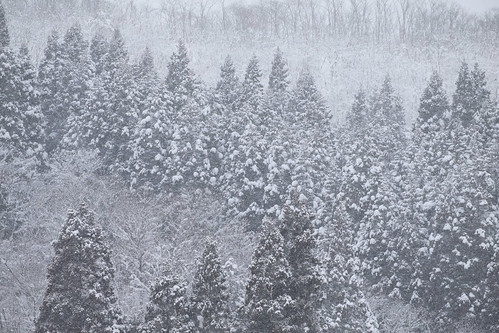 東北 秋田県 田舎 森 雪 杉林 冬 日本 akita forest winter snow tree woods japan japon tohoku