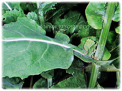 Smooth stem of Brassica oleracea (Broccoli, Wild Mustard, Wild Cabbage), 8 Feb 2018