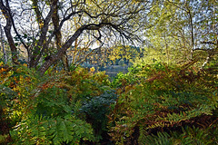 Lagoon forest in autumn
