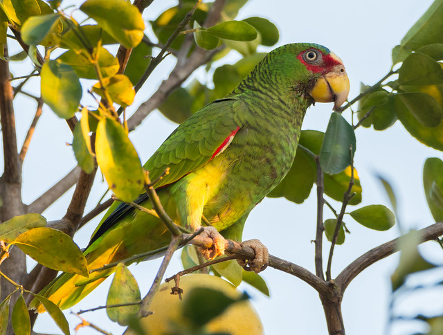 bsa6-parrot-white-fronted