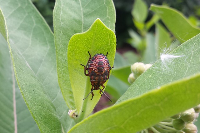 roundish reddish bug with darker red stripes and black spots around the edges, facing downward on a milkweed leaf