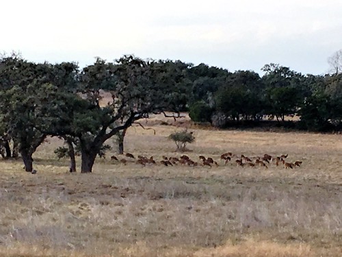 pollypeak texas usa deer iphonese apple wildlife texashillcountry banderacounty