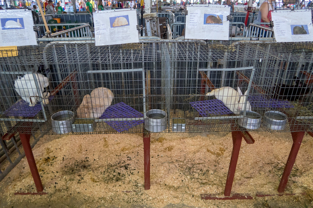Rabbits at Iowa State Fair