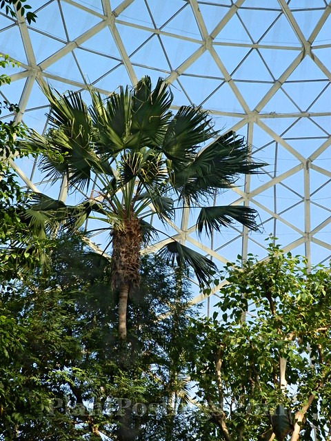 tropical dome