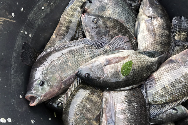 Floating cages, hidden treasures: smart fish farming in Guinea-Bissau