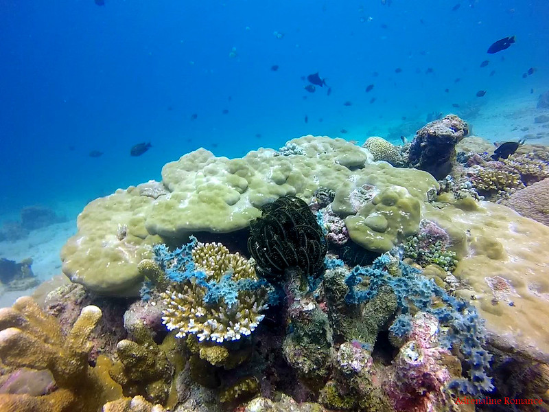 Rich variety of corals