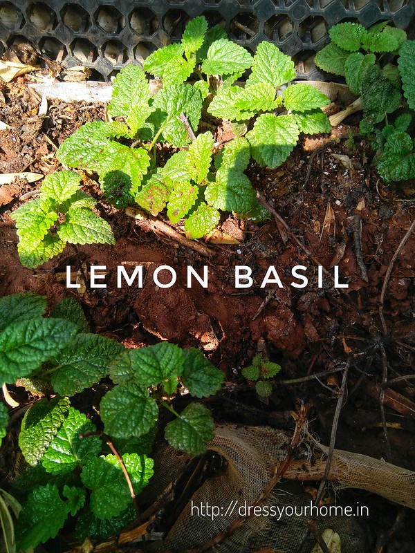 Lemon Basil