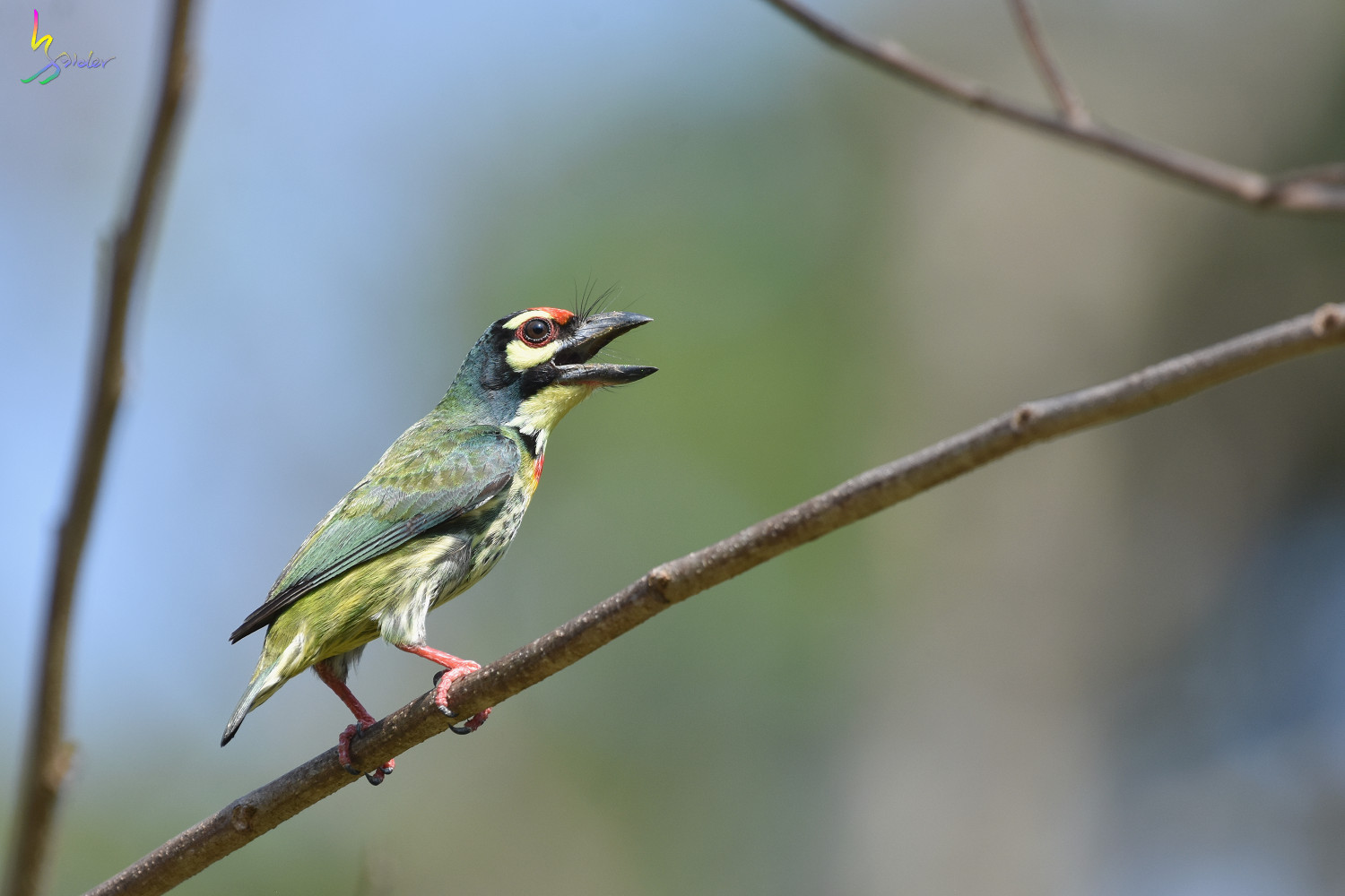 Coppersmith_Barbet_4933