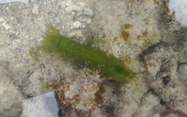 Smasher mantis shrimp (Gonodactylus chiragra)