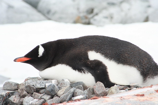 Gentoo penguin - Port Lockroy - Antarctica