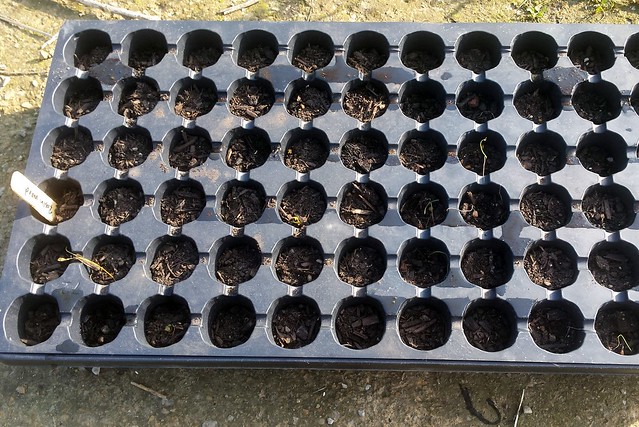 a black plastic flat with lots of small dirt cups, just a few thin green plants visible