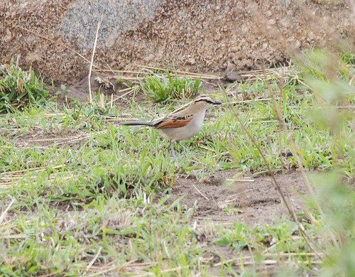 tanzania2017 africa tanzania nserengeti bushshrikemalaconotidae passeriformesperchingbirds birds flickr mararegion