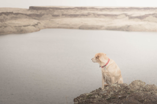 Desert dogs by Upper Goose Lake