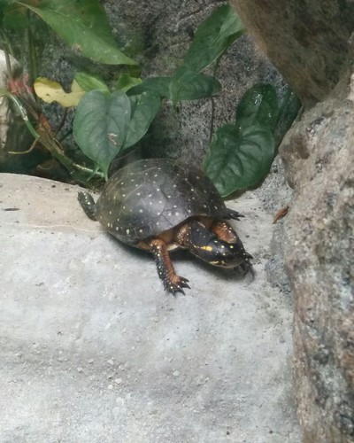 Spotted turtle #toronto #torontozoo #reptiles #turtle #spottedturtle #latergram