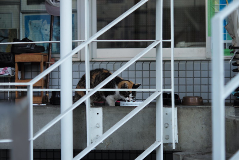 Leica M TYP240+Leica Elmarit 90mm f2.8池袋一丁目昭文社印刷所の猫。キジ三毛食事中