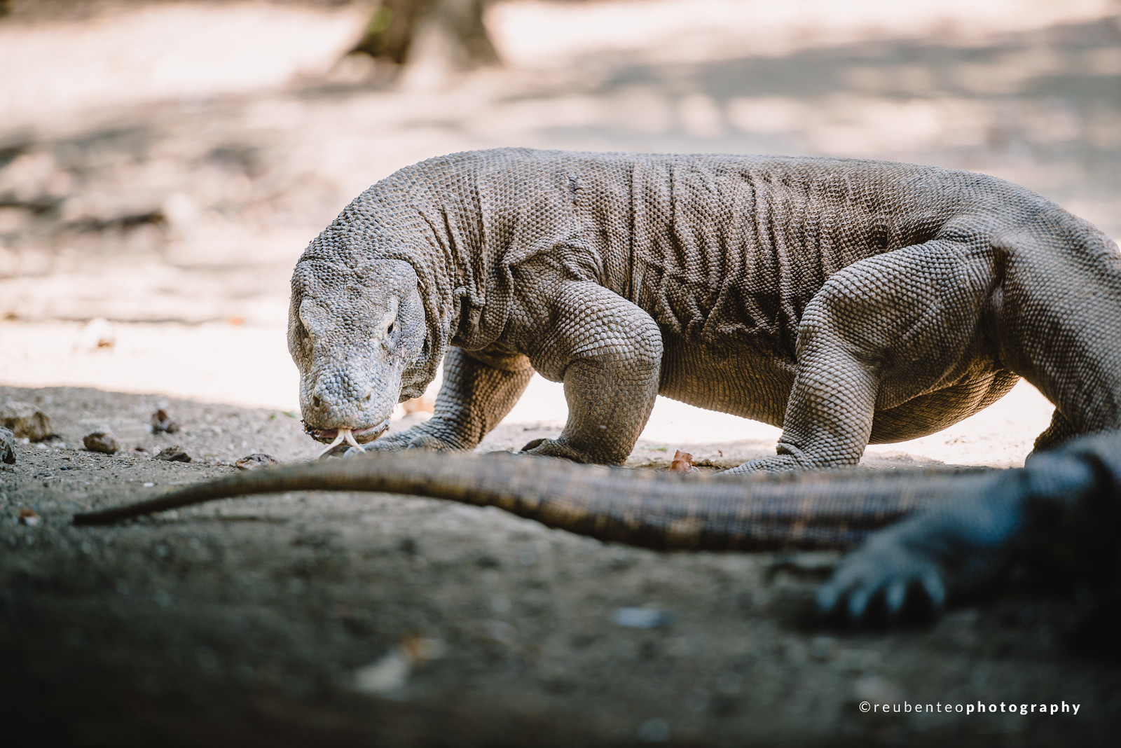 Komodo Dragon