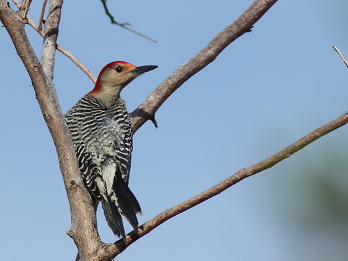Red-bellied Woodpecker 02-20180108