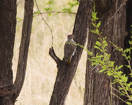 tanzania2017 africa tanzania nserengeti birds piciformeswoodpeckersallies woodpeckerpicidae flickr mararegion