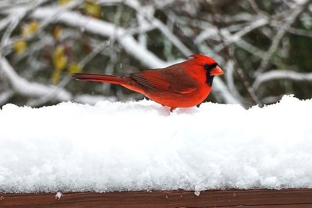 Early Birds in Snow