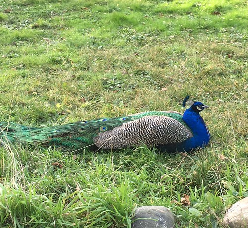 Errol Heights peacock (2 of 2)