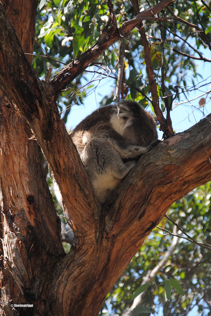 Koala puussa, Cape Otway, Great Ocean Road, Australia