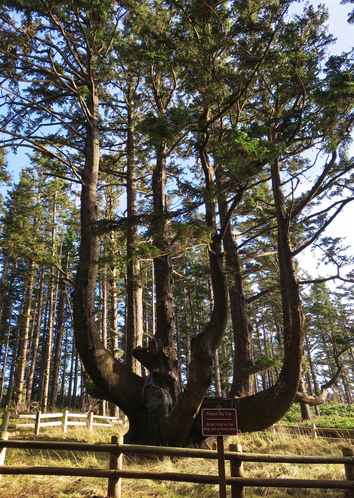 Octopus Tree at Cape Meares