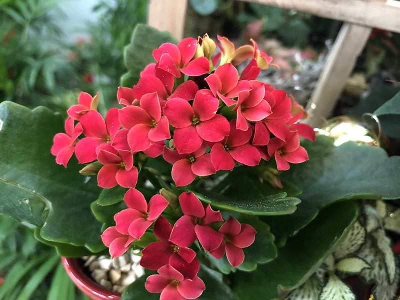 Flower of the Day: 14.05.2018 Kalanchoe | Chronicles of an Anglo Swiss
