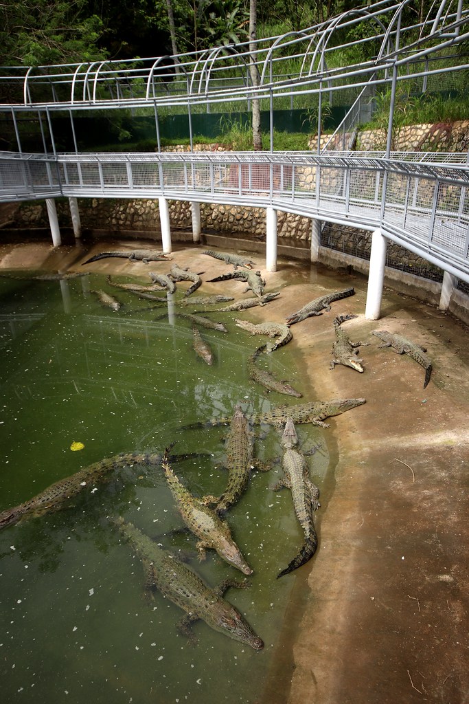 Crocodile Enclosure - Cebu Safari & Adventure Park