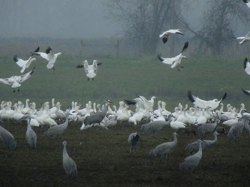 snowgoose cacklinggoose sandhillcrane