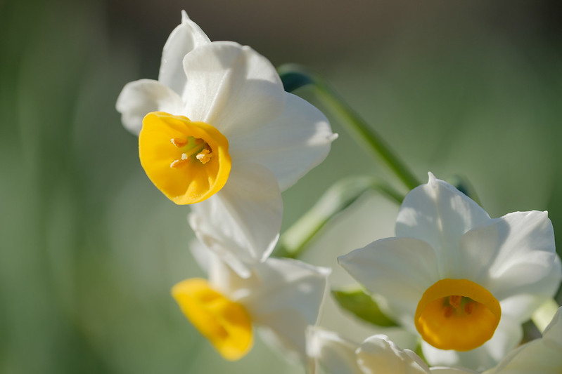 narcissuses