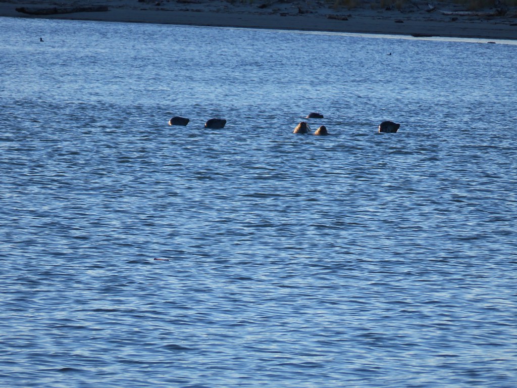 Seals in Nehalem Bay