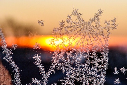 egå danmark jutland lillepeteredderkop frost jylland spiderweb is denmark sunrise solopgang rimfrost spindelvæv ice frozen