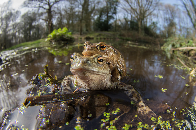9 common toad - Best2017