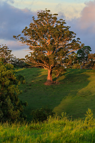 ig australia clouds goldenhour grass landscape mountmee mtmee qld queensland sky tree bootawa