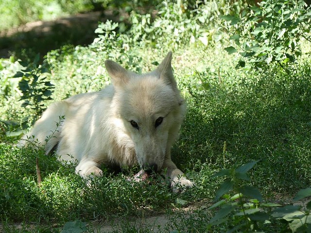Junger Polarwolf, Zoo Brno