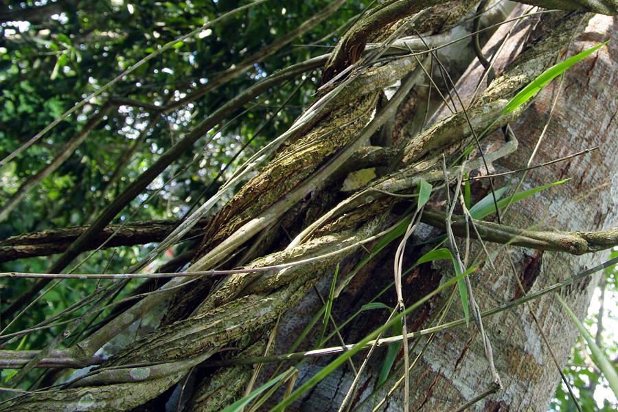 Аяваска — это психоактивное растение, которое используется в традиционных ритуалах некоторых индейских народов Амазонии, особенно в перуанских и бразильских джунглях. Аяхуаска является основным ингредиентом для приготовления настоящего настоя — напитка, известного своей способностью вызывать глубокие психические и духовные переживания.