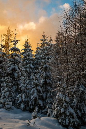 snow fichtelsee landscape sunset spruce tree winter upper franconia germany oberfranken