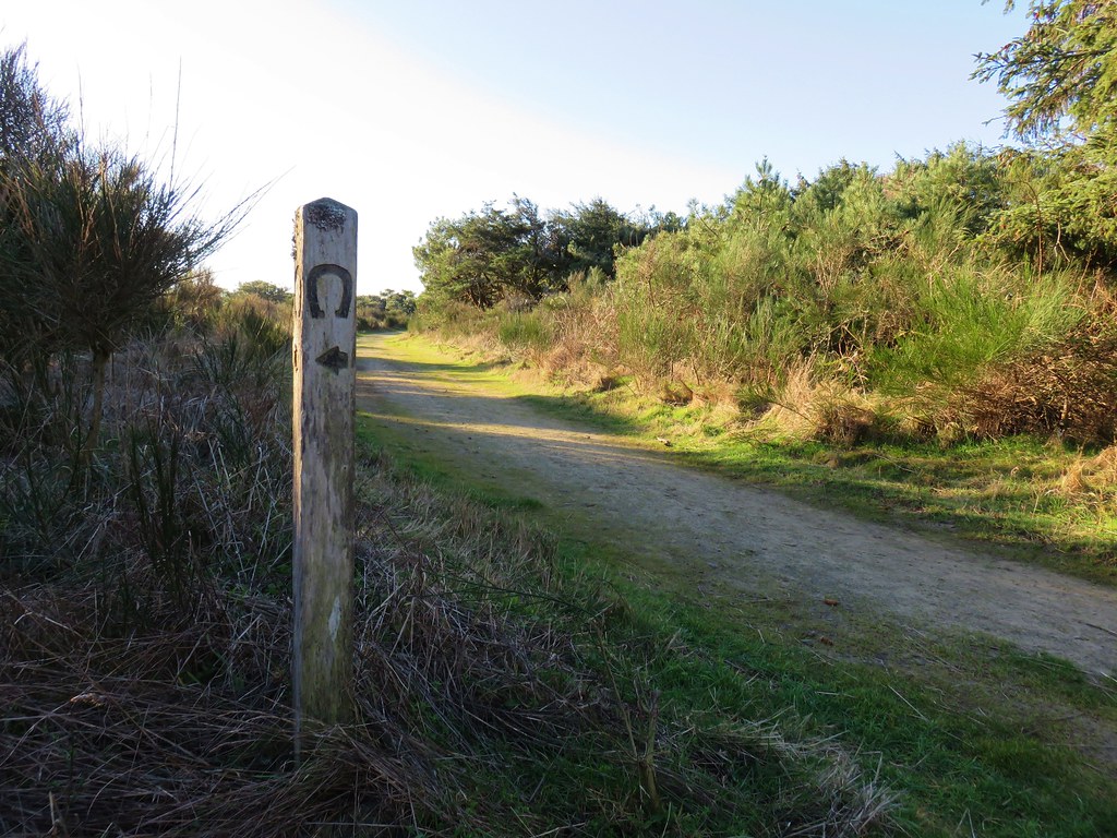Horse Trail in Nehalem Bay State Park