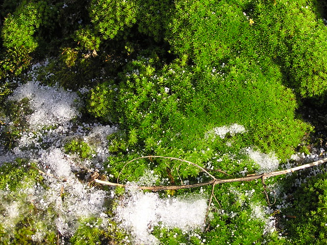 Green mosses