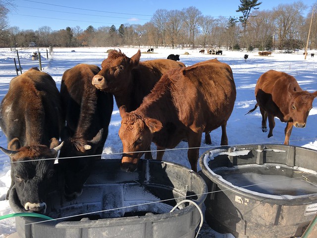 Cows drinking in freezing cold weather