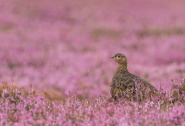 49 red grouse - Best2017
