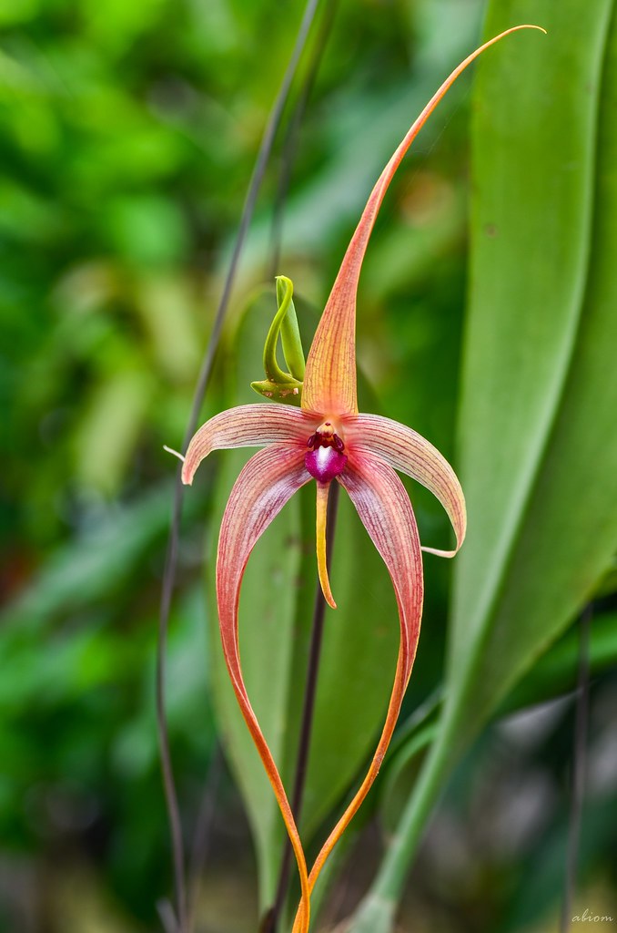 Bulbophyllum enchinolabium