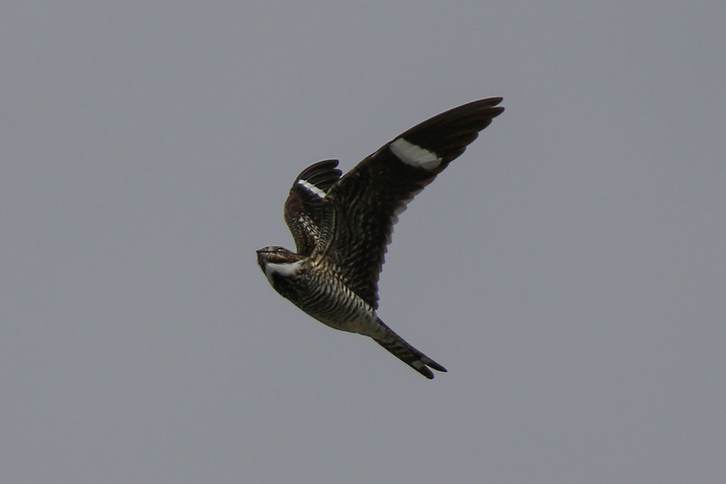 Common Nighthawk (in flight)