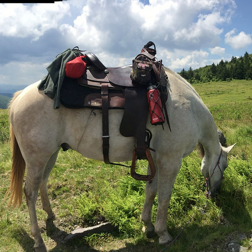 mountains view scenic inspiring panoramic wildlife horse trailride horseback saddle graze