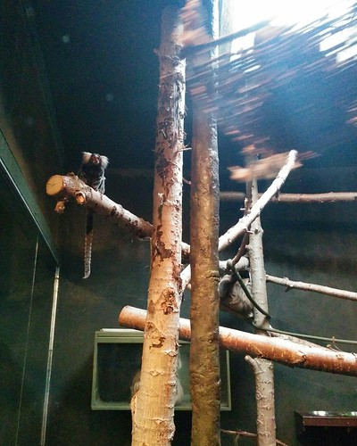Two-toed sloth #toronto #torontozoo #mammal #sloth #twotoedsloth #latergram