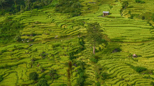 kangchenjungatrekking westernvalleys 2017 himalaya kangchenjunga nepal plant rice taplejung