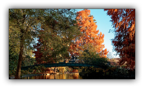 automne autumn feuilles arbre tree colors color couleur paysage landscape parc dxo one ombres lumières explore eau bois lac rivière forêt jardin pelouse pont passerelle