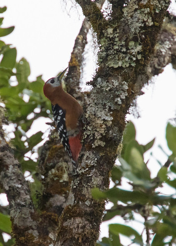 rufousbelliedwoodpecker natmataungnp myanmar burma bird