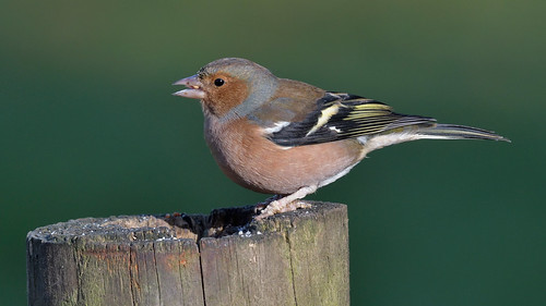 Chaffinch (image 1 of 2)