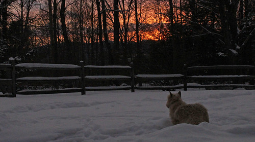 vermont winter nature outdoors animals dogs cairnterriers pets